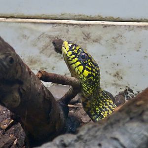 King Rat Snake (Elaphe carinata carinata)