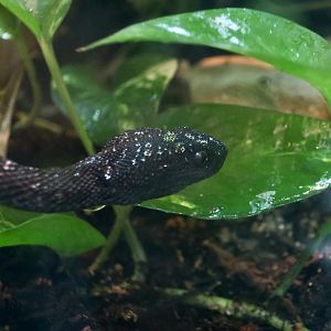 Mangrove Pit Viper (Trimeresurus purpureomaculatus)