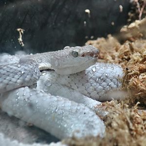 McGregor's Pit Viper (Trimeresurus mcgregori)