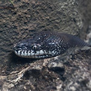 Savu Python (Liasis miliaris savuensis)