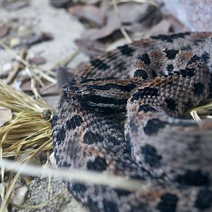 Western Pygmy Rattlesnake (Sistrurus miliarius streckeri)
