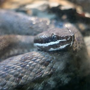 Southern Ridge-Nosed Rattlesnake (Crotalus willardi meridionalis)