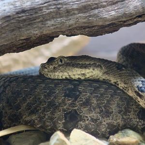 Tamaulipan Rock Rattlesnake (Crotalus morulus)