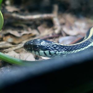 Texas Garter Snake (Thamnophis sirtalis annectens)