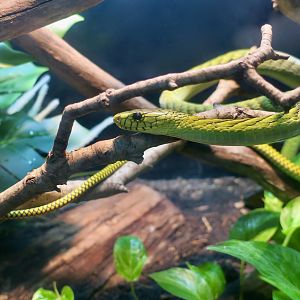 Western Green Mamba (Dendroaspis viridis)