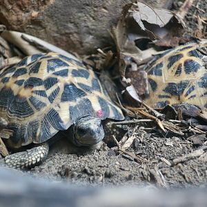 Northern Spider Tortoise (Pyxis arachnoides brygooi)
