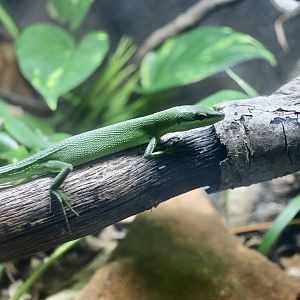 Sakishima Grass Lizard (Takydromus dorsalis)