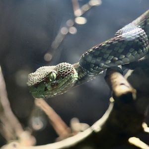 Beautiful Pit Viper (Trimeresurus venustus)