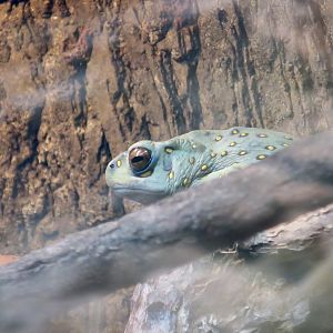 Boulenger's Asian Tree Toad (Rentapia hosii)