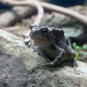 Houston Toad (Anaxyrus houstoni)