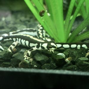 Kaiser's Spotted Newt (Neurergus kaiseri)