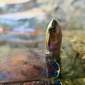 McCord's Box Turtle (Cuora mccordi)