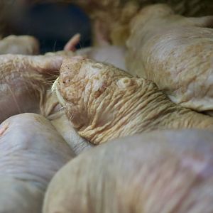 Naked Mole Rat (Heterocephalus glaber)