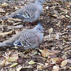 Crested Pigeon (Ocyphaps lophotes)