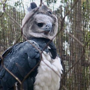 Harpy Eagle (Harpia harpyja)