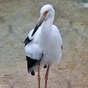 Maguari Stork (Ciconia maguari)