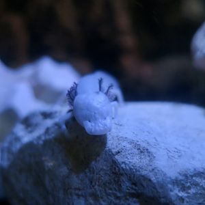 Texas Blind Cave Salamander (Eurycea rathbuni)