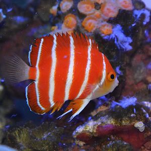 Peppermint angelfish (Centropyge boylei)
