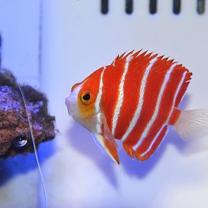 Peppermint angelfish (Centropyge boylei)