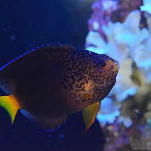 Blue Mauritius angelfish (Centropyge debelius)
