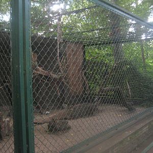 Berlin Tierpark - Mountain caracara aviary