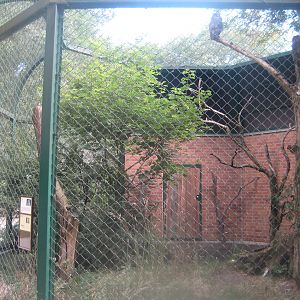 Berlin Tierpark - Milky eagle owl aviary