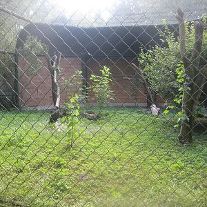 Berlin Tierpark - Martial eagle aviary