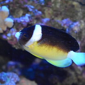 Abe's angelfish (Centropyge abei)