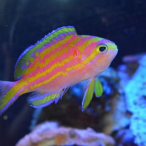 Sagami deep water anthias (Tosanoides flavofasciatus)