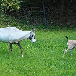 Arabian oryx (Oryx leucoryx) and Slender-horned gazelle (Gazella leptoceros),  2022-07-16