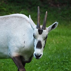 Arabian oryx (Oryx leucoryx),  2022-07-16