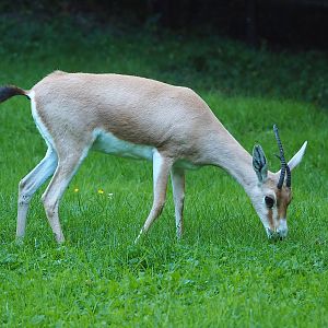 Slender-horned gazelle (Gazella leptoceros),  2022-07-16