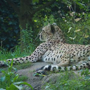 Sudan cheetah (Acinonyx jubatus soemmeringii), 2022-07-16