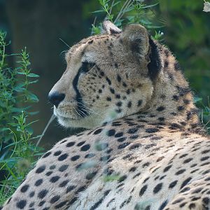 Sudan cheetah (Acinonyx jubatus soemmeringii), 2022-07-16
