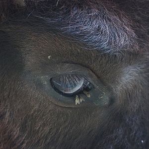 Eye of the bison, 2022-07-16