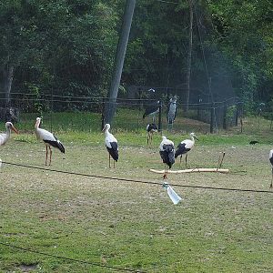 European white storks (Ciconia ciconia) in the Grévy's zebra paddock, 2022-07-16