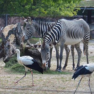 Grévy's zebras (Equus grevyi) and Juvenile European white storks (Ciconia ciconia), 2022-07-16