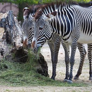 Grévy's zebras (Equus grevyi), 2022-07-16