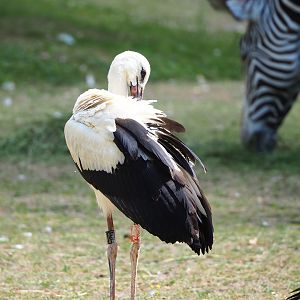 Juvenile European white stork (Ciconia ciconia), 2022-07-16