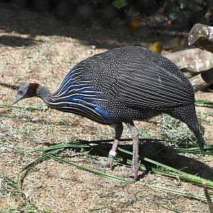 Vulturine guineafowl (Acryllium vulturinum), 2022-07-16