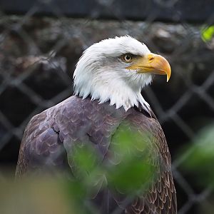 Bald eagle (Haliaeetus leucocephalus), 2022-07-16