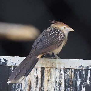 Guira cuckoo (Guira guira), 2022-07-16