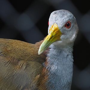 Giant wood rail (Aramides ypecaha), 2022-07-16