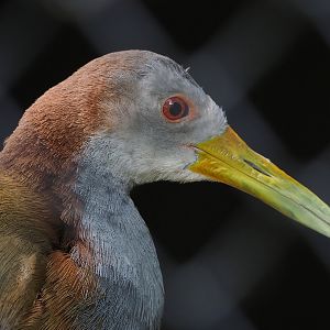 Giant wood rail (Aramides ypecaha), 2022-07-16