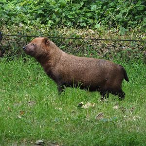 Bush dog (Speothos venaticus), 2022-07-16