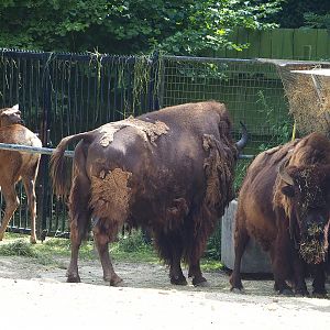 American Plains bisons (Bison bison bison) and Rocky Mountain wapitis (Cervus canadensis nelsoni), 2022-07-16