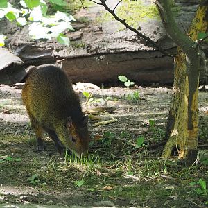 Black-rumped agouti (Dasyprocta prymnolopha) and agouti-damaged trunk, 2022-07-16