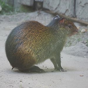 Black-rumped agouti (Dasyprocta prymnolopha), 2022-07-16