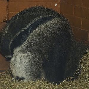 Giant anteater (Myrmecophaga tridactyla), 2022-07-16
