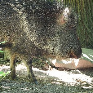 Chacoan peccary (Catagonus wagneri), 2022-07-16